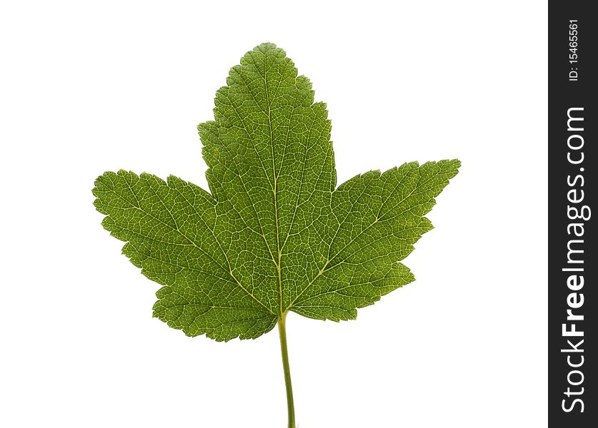 A fresh green leaf on a white background
