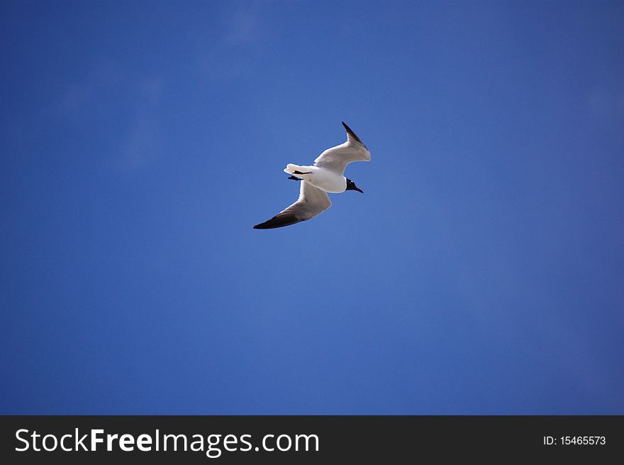 Seagull in flight with blue sky background. Photo shot in Galveston, Texas. Seagull in flight with blue sky background. Photo shot in Galveston, Texas.