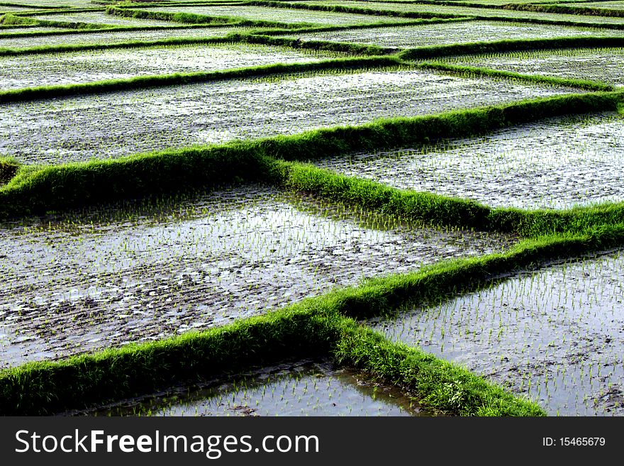 A newly planted ricefields at the outskirts of the Asian province. A newly planted ricefields at the outskirts of the Asian province