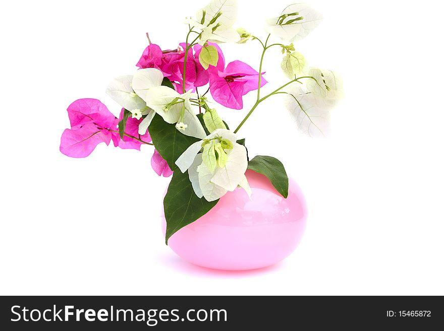 Bougainvillea pink and white flowers in vase isolated on white background.