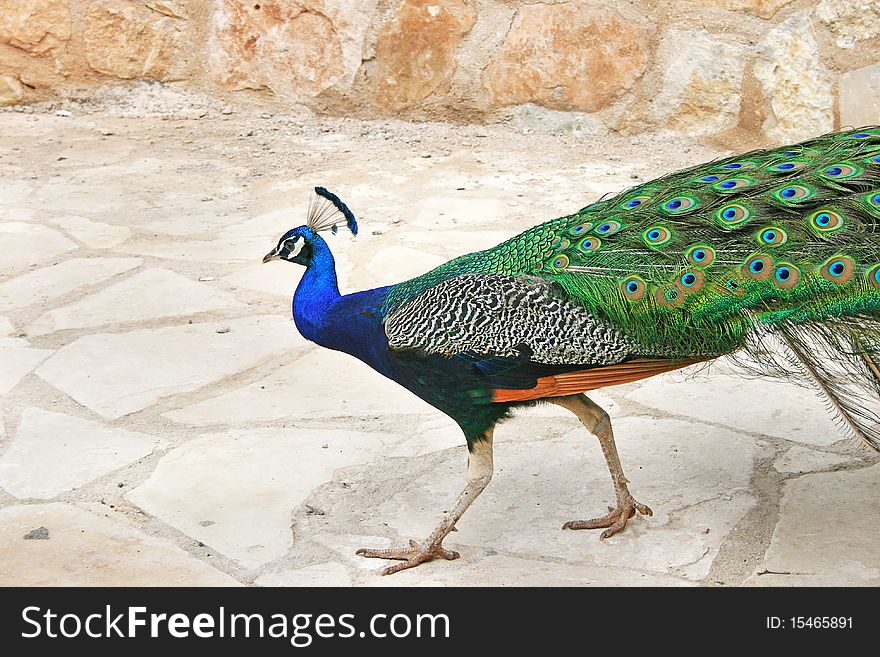 Peacock walking on the floor.