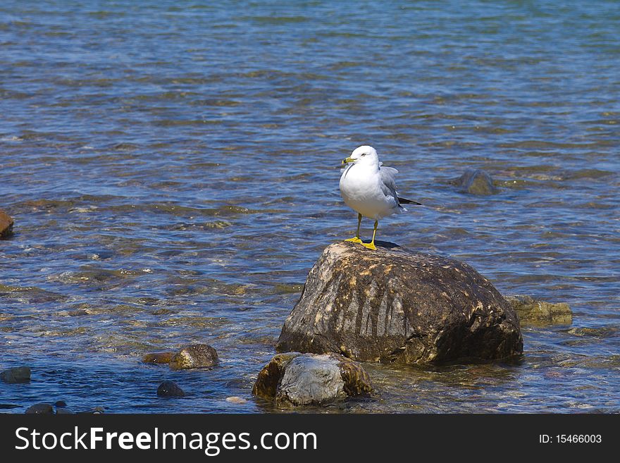 A seagull resting on a rock of the shore