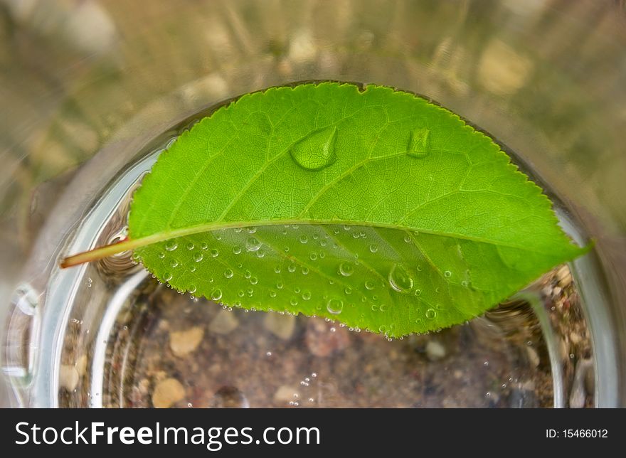 Leaf and water`s drop.