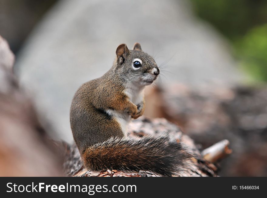 A Western Grey Squirrel poses