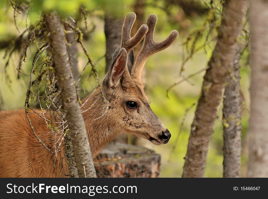 A Mule (Black tailed) deer. A Mule (Black tailed) deer