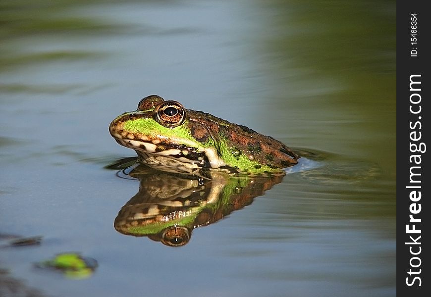 Green frog sitting in water, mirroring