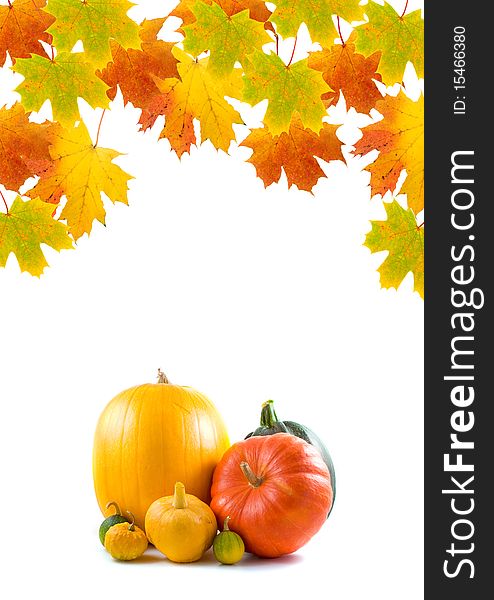 Maple leaves and pumpkins on a white background