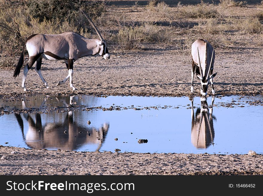 Oryx at a waterhole in the Kgalagadi Transfrontier National Park in South Africa and Botswana