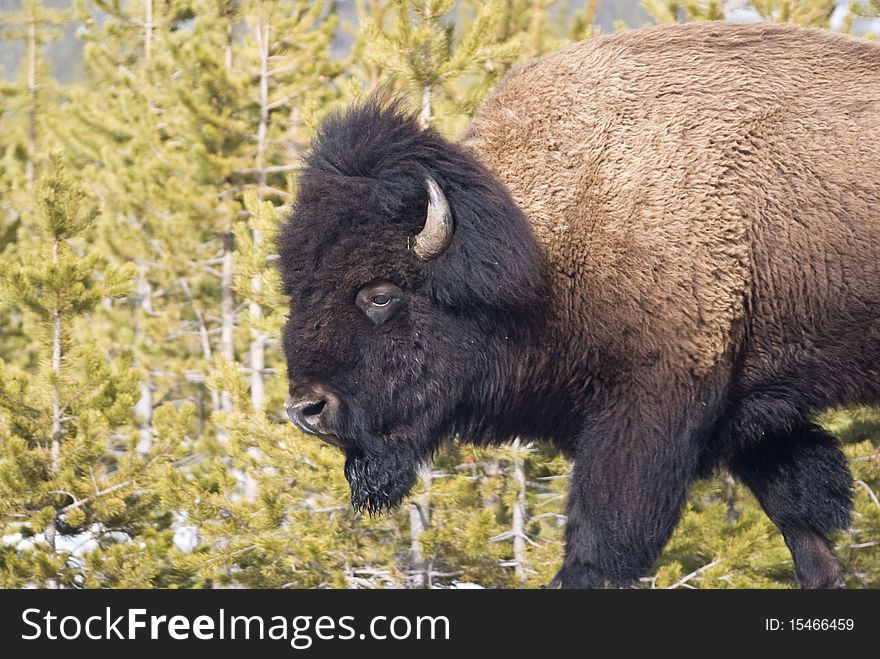 Portrait of bull bison against Lodgepole pines in Yellowstone National Park. Portrait of bull bison against Lodgepole pines in Yellowstone National Park