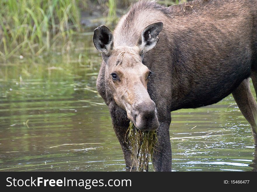 Moose Grazing in River