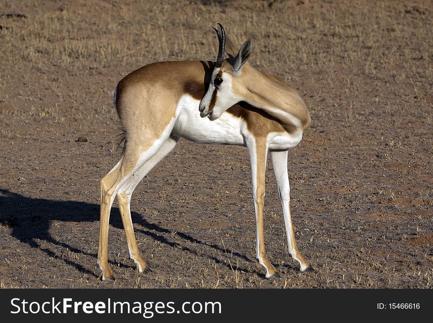 Springbok in the Kalahari