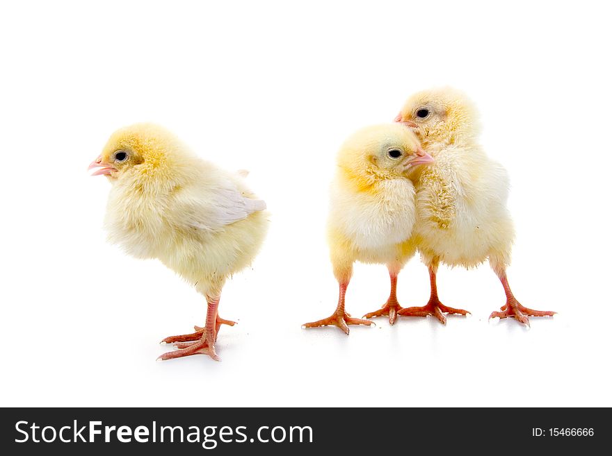 Yellow chickens isolated on a white background