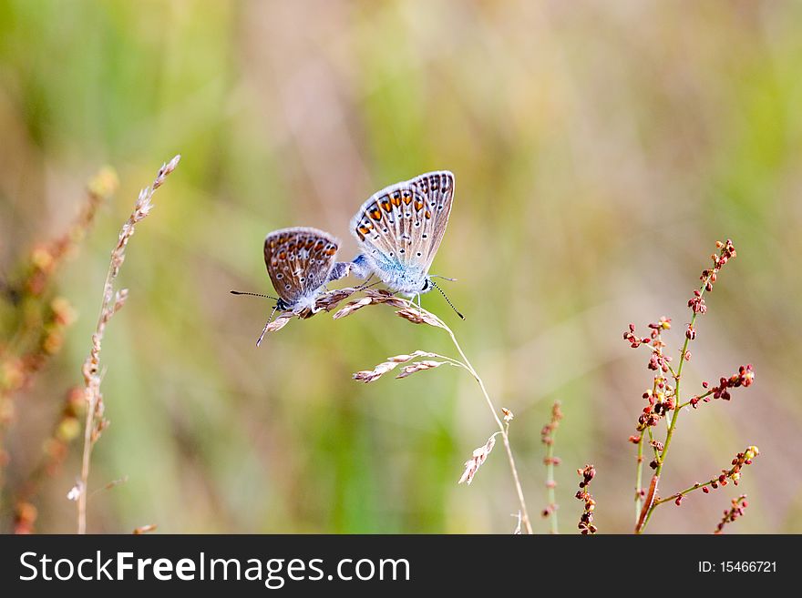 Common Blue - Polyommatus icarus Pair mating