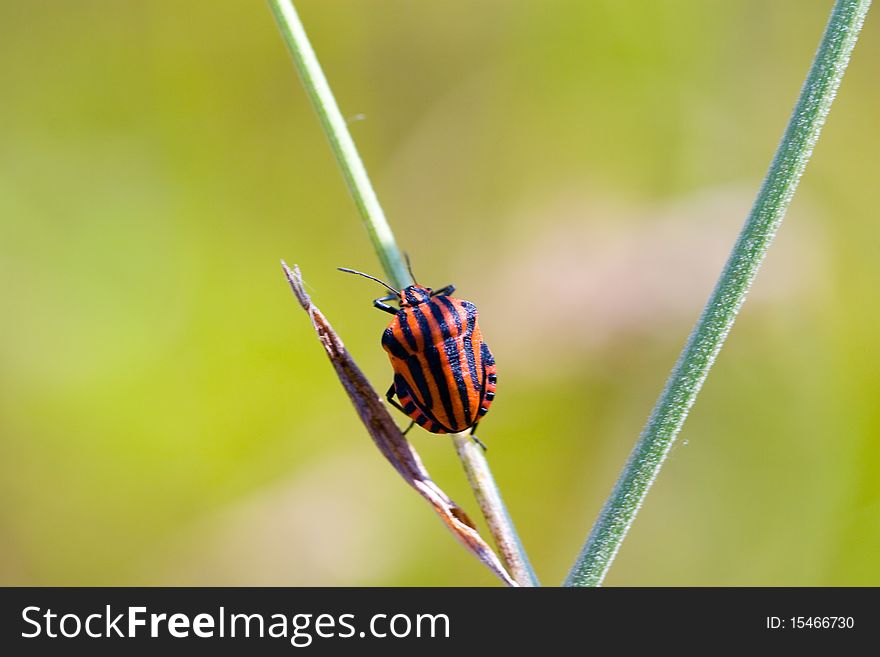 Red striped beetle sitting on the grass on a green background