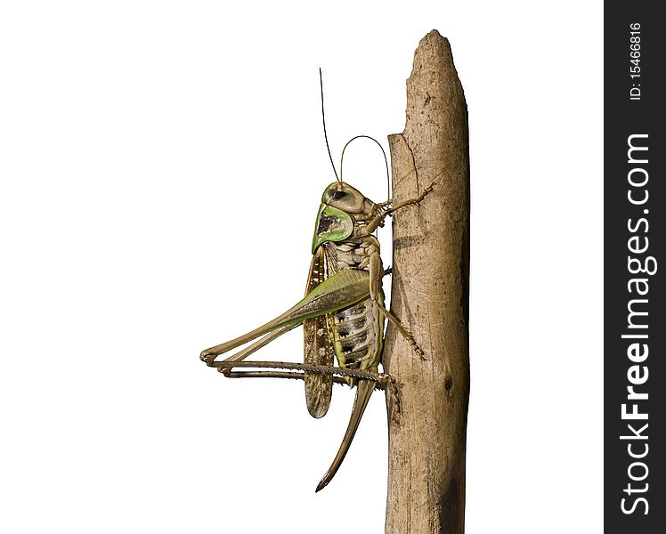 Grasshopper isolated on white for your design