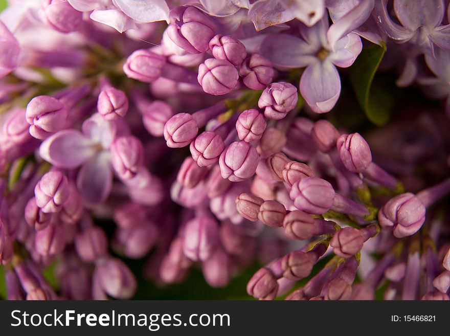 Close-up beautiful lilac flower as background. Close-up beautiful lilac flower as background