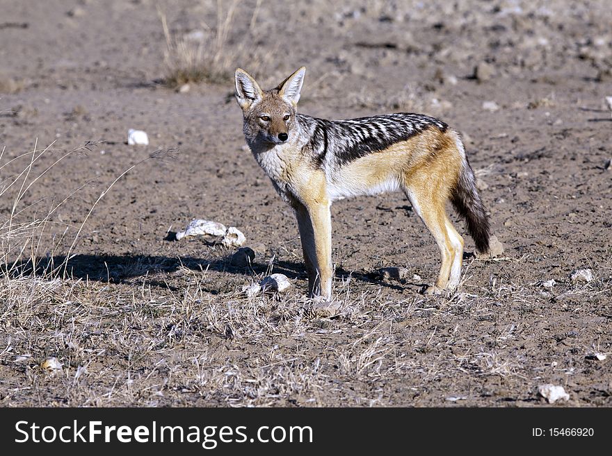 A jackal in the late afternoon sun in the Kgalagadi Transfrontier Park. A jackal in the late afternoon sun in the Kgalagadi Transfrontier Park