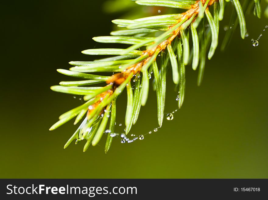 Pine tree with water drops