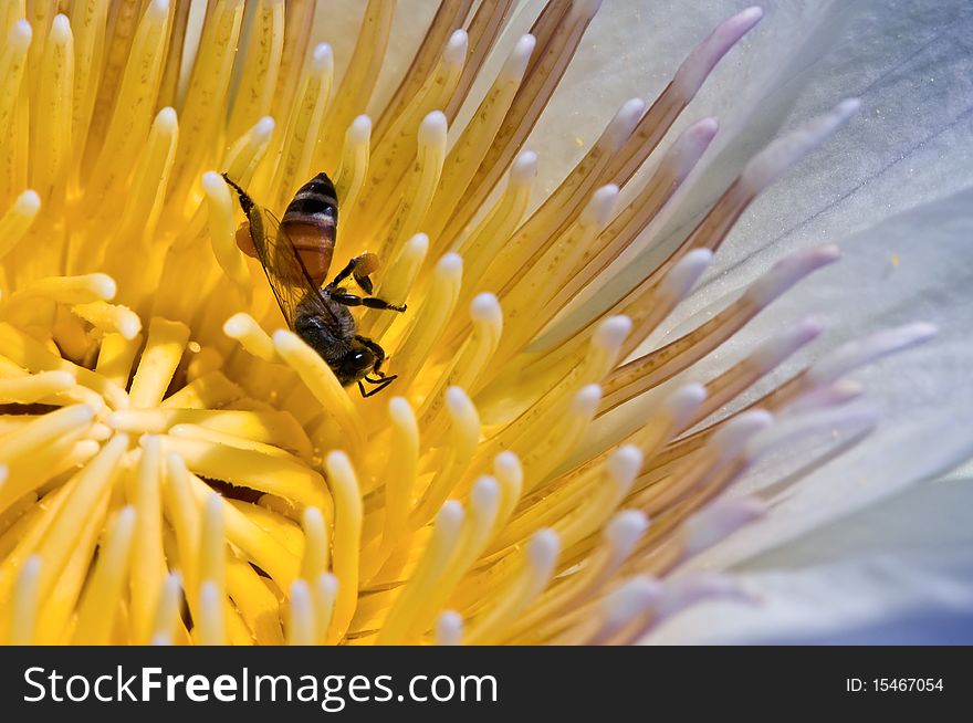 A bee on a yellow lotus flower.