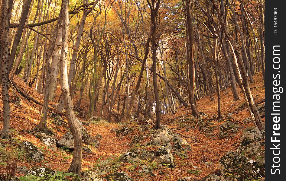 Colourful forest in autumn, trees with red leaves
