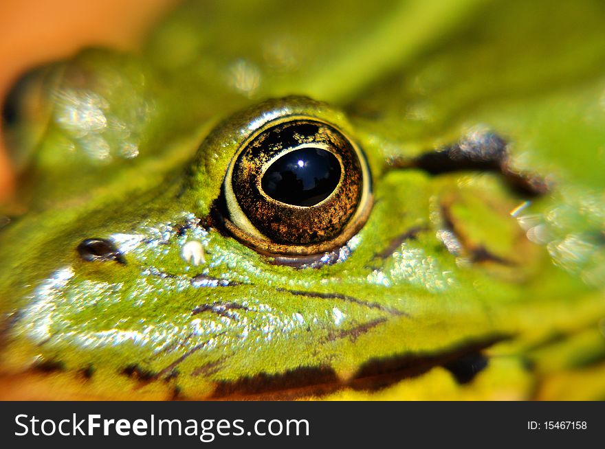 Eye of Green frog Pelophylax esculentus