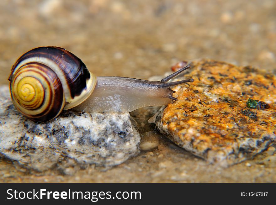 Snail on the stone is climbing over water.