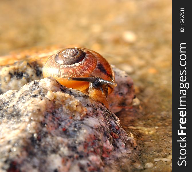 Snail on the stone is climbing over water.