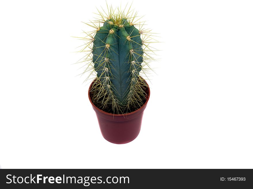 Small cactus growing in a pot (on a white background)