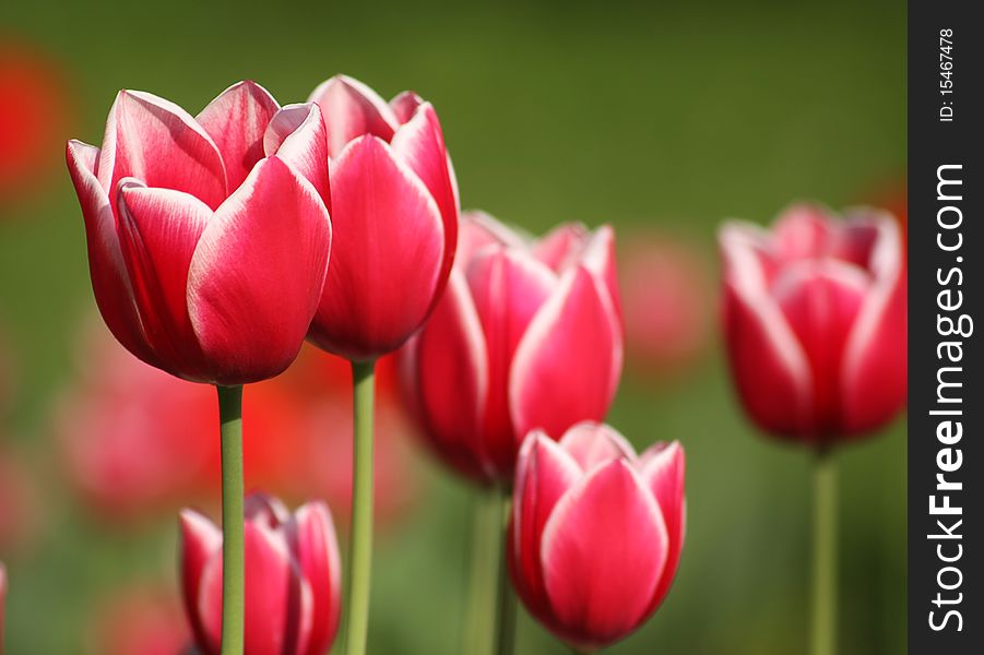 Beautiful spring flowers, red tulips. Beautiful spring flowers, red tulips.
