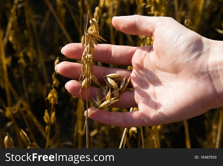 The ear of oats which is in hands of the girl. The ear of oats which is in hands of the girl