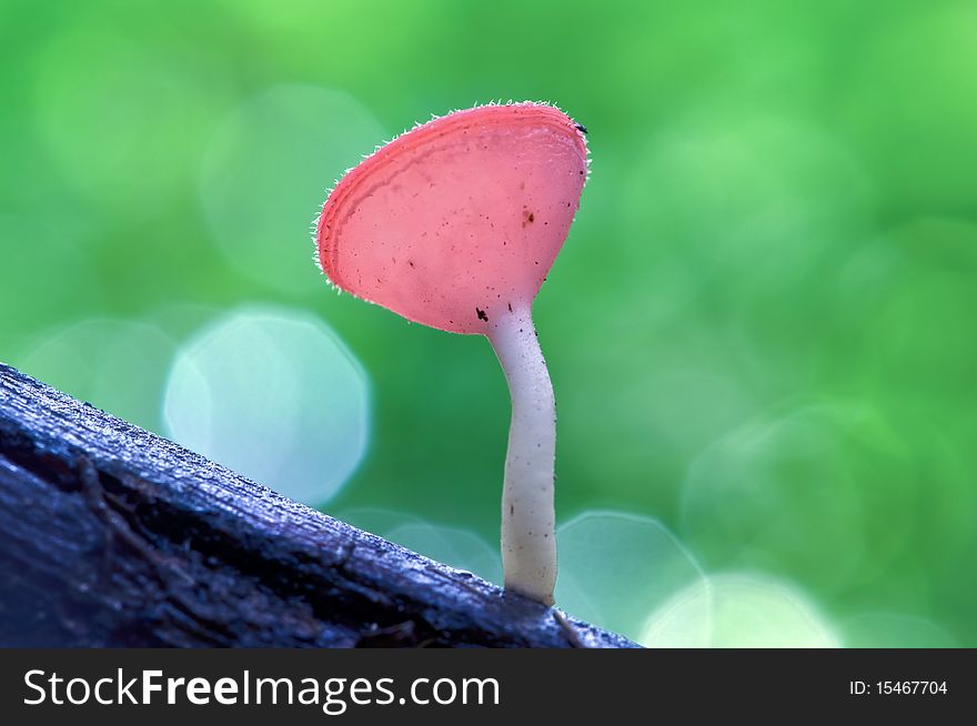 A pink cup mushroom in the tropical rain forest. A pink cup mushroom in the tropical rain forest.