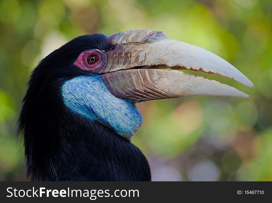 Beautiful hornbill on a bright background close up