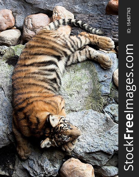 Beautiful little tiger lying on the rocks. Beautiful little tiger lying on the rocks