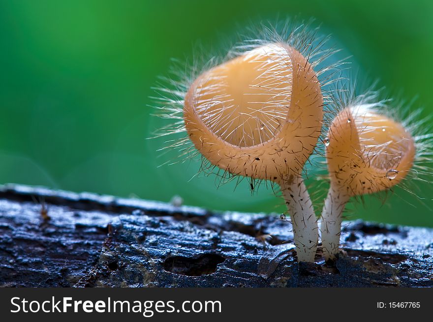 Mushroom in the tropical rain forest. Mushroom in the tropical rain forest.