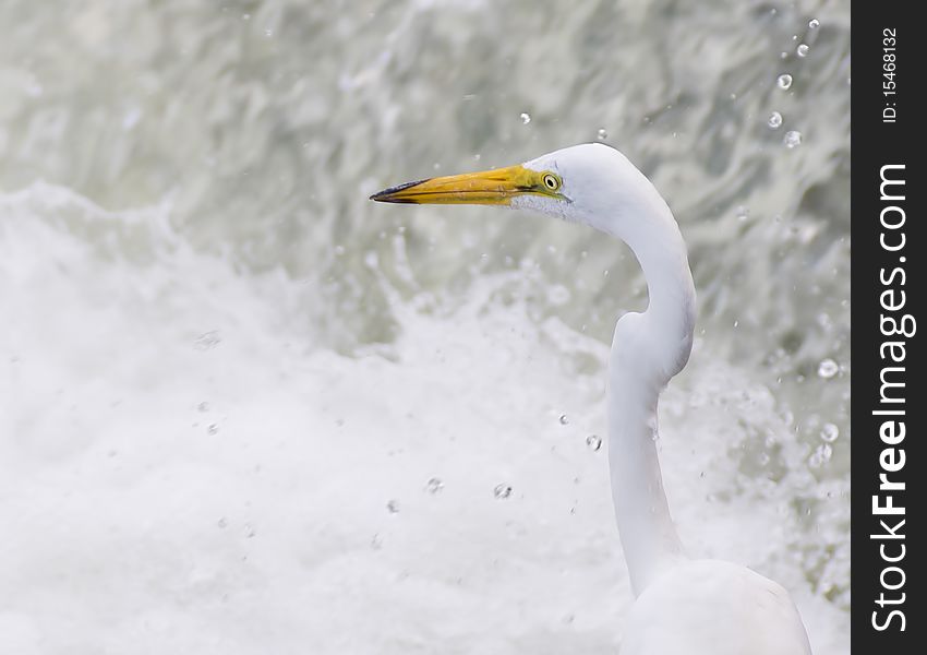 A great Egret / Heron hunting fish in a spray of water. A great Egret / Heron hunting fish in a spray of water