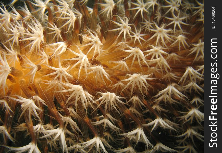 These tiny flower like coral is like underwater fireworks.