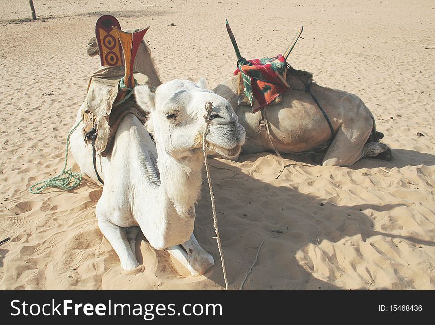 Two camels lying on the sand