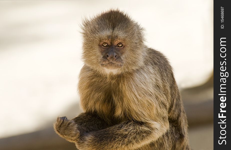 Capuchin Weeper Monkey