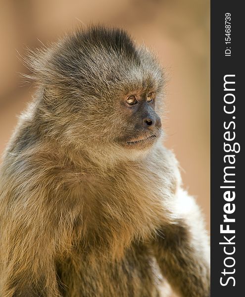 Closeup of a Capuchin Weeper Monkey sitting down