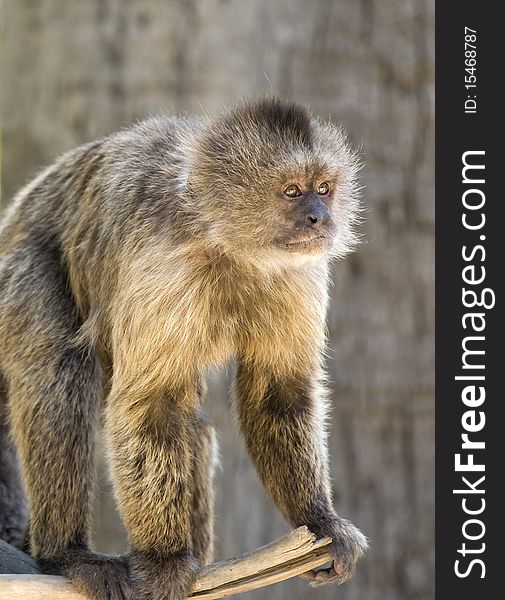 Capuchin Weeper Monkey