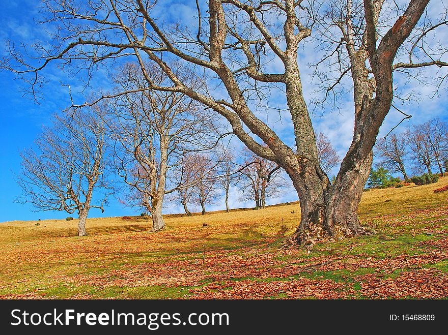 Autumn Hillside.