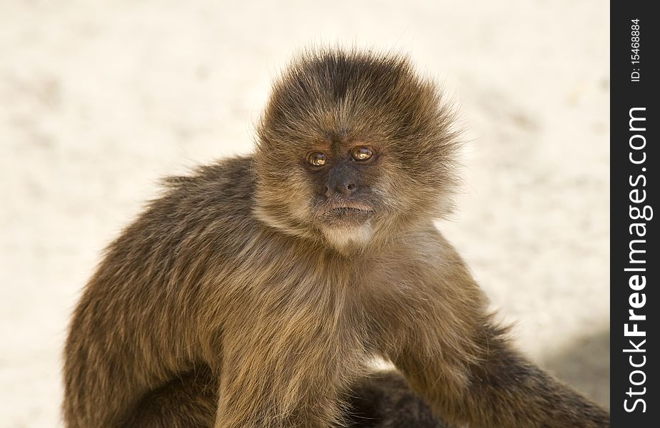 Capuchin Weeper Monkey sitting down