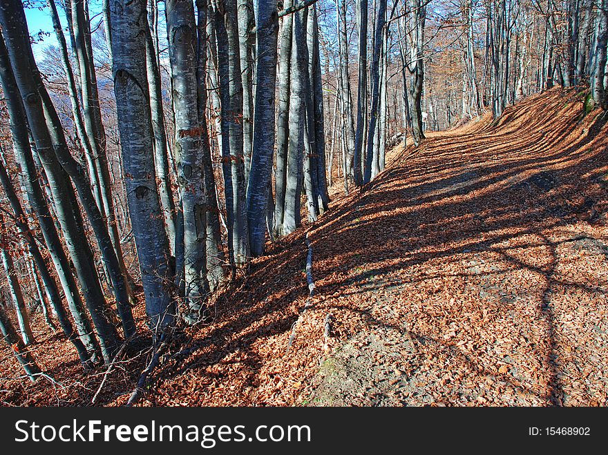 Road to autumn wood in a landscape with the yellow fallen down foliage and shades.