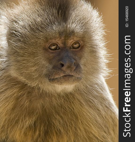 Closeup of a Capuchin Weeper Monkey sitting down