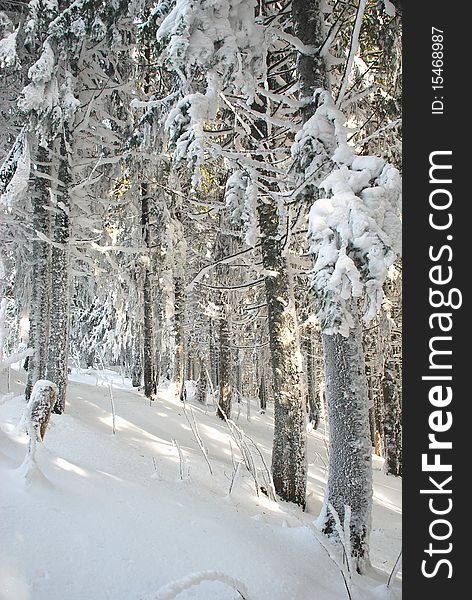 Winter wood in a sunny day in a landscape with untouched snow. Winter wood in a sunny day in a landscape with untouched snow.