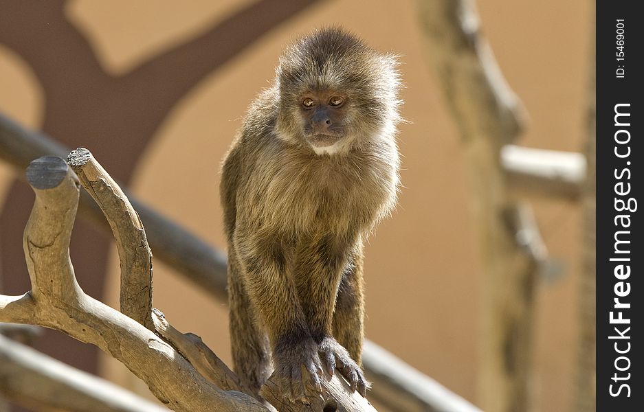 Capuchin Weeper Monkey sitting on a branch