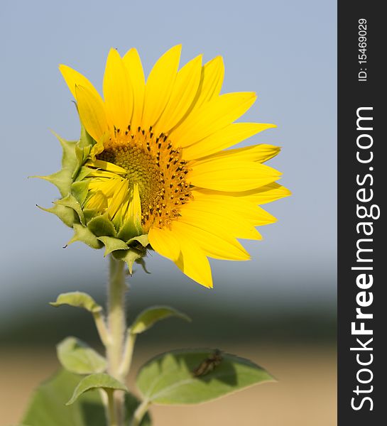 One sunflower, one side of flower is exposed other is closed