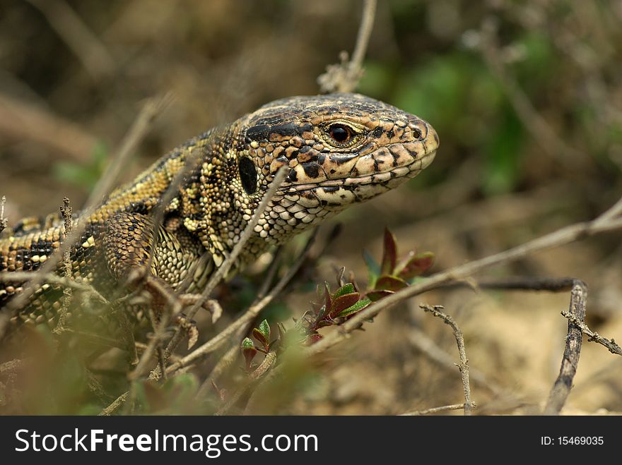 Sand lizard hiding in the grass, portrait. Sand lizard hiding in the grass, portrait