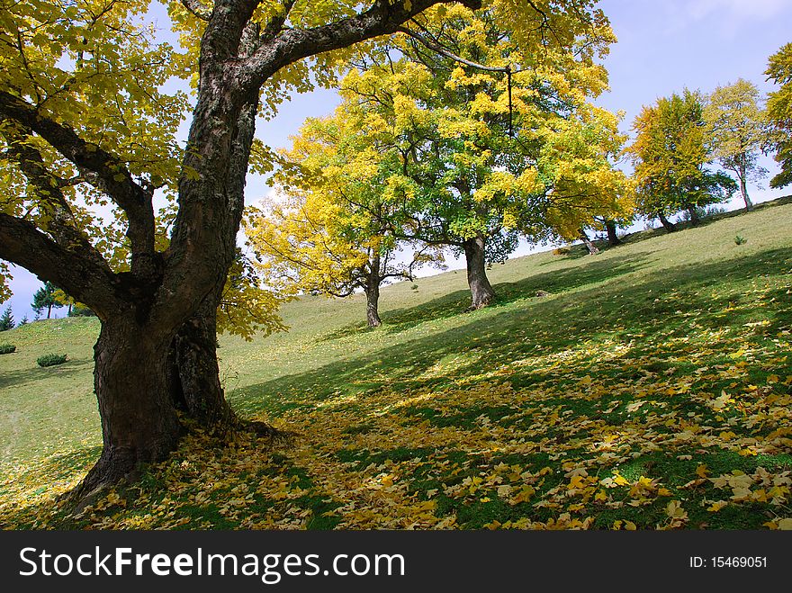 An autumn hillside in a landscape with the fallen down foliage on a grass.