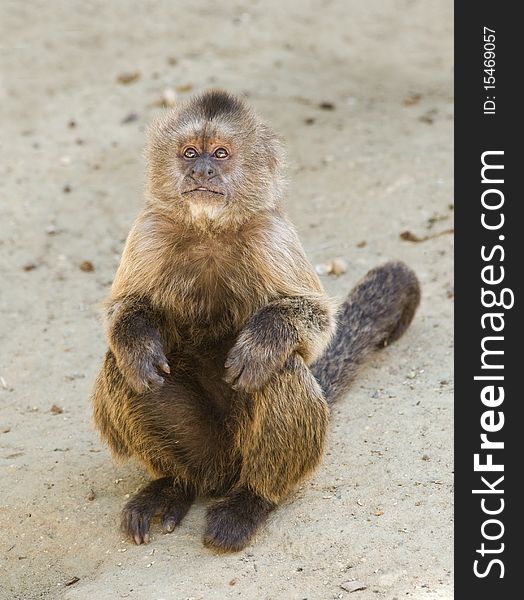 Capuchin Weeper Monkey sitting down